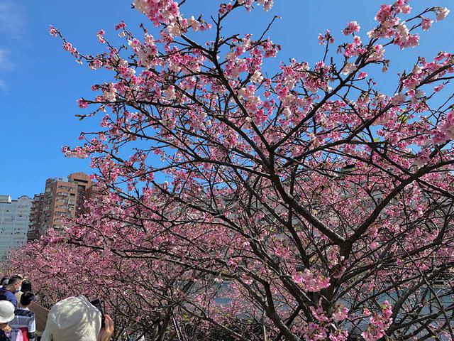 画像1: 東湖櫻花林の寒桜/弊社スタッフ撮影(2020年2月12日)