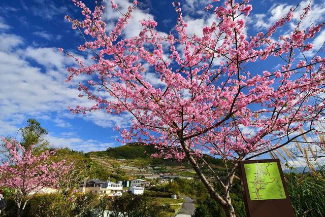 画像: 阿里山の桜/画像提供:阿里山国家風景区