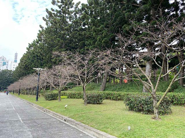 画像: 大漁桜の桜並木/弊社スタッフ撮影(2020年2月11日)