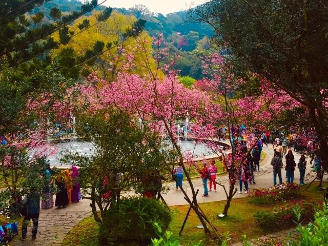 画像: 陽明山の桜/画像提供:台北市政府