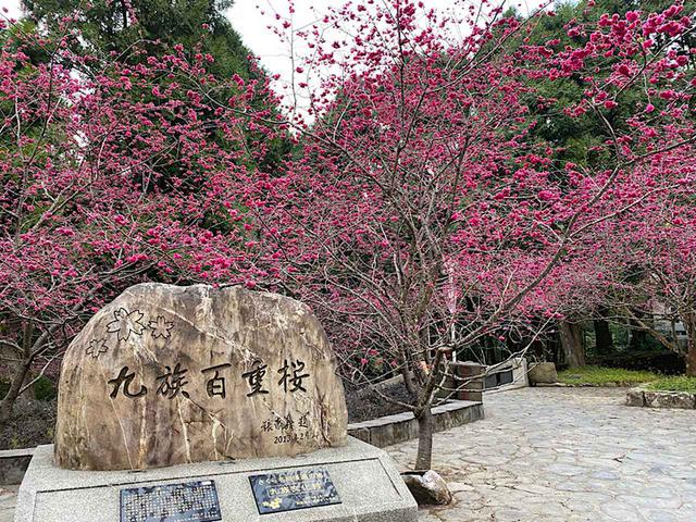 画像: 日月潭ロープウェイ観山楼駅付近の九族百重桜/弊社スタッフ撮影(2020年2月10日)