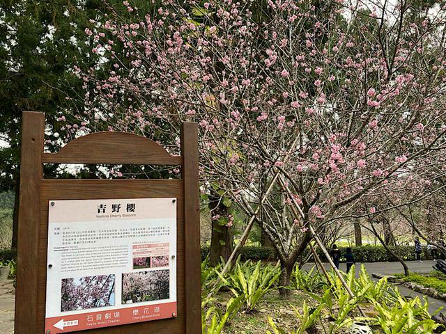 画像: 吉野桜/弊社スタッフ撮影(2020年2月10日)