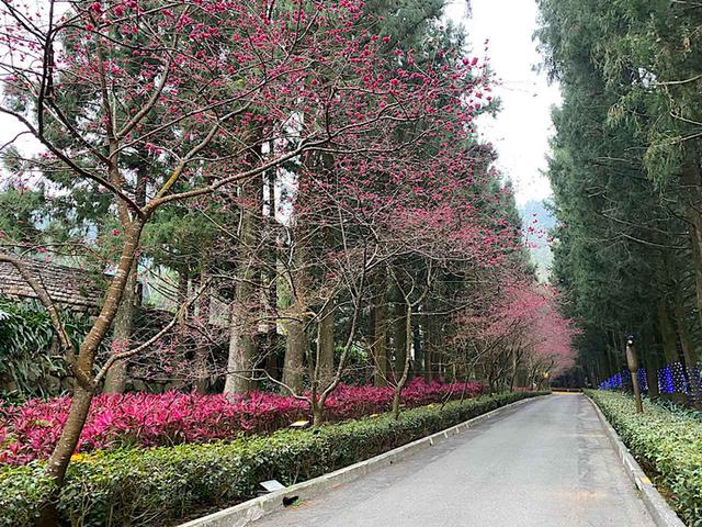画像: 桜並木/弊社スタッフ撮影(2020年2月10日)