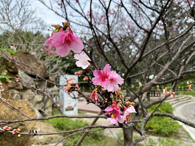 画像: 中正紀念堂の桜/弊社スタッフ撮影(2020年2月11日)