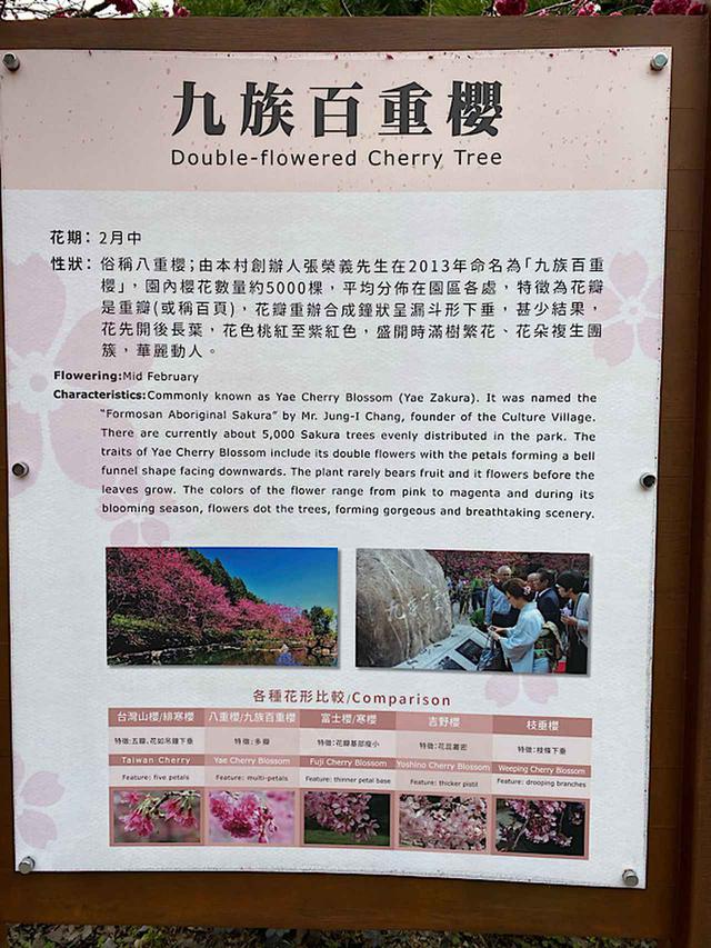 画像: 九族百重桜の案内看板/弊社スタッフ撮影(2020年2月10日)