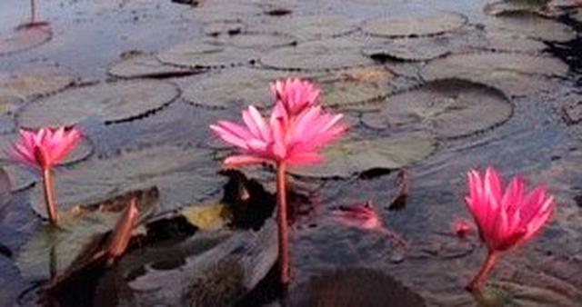 画像2: 花カレンダー2021 <1月>
『紅い睡蓮ータイの花風景』
【好奇心で旅する海外】<花咲くワールド>