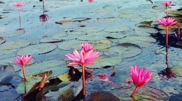 画像: ノーンハーン湖の睡蓮(イメージ)