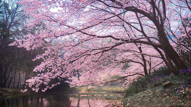 画像1: 無錫の桜(イメージ)