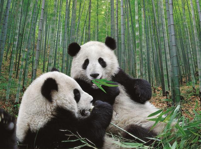 画像: 竹の葉っぱが美味しい~(中国国家観光局大阪提供 イメージ)