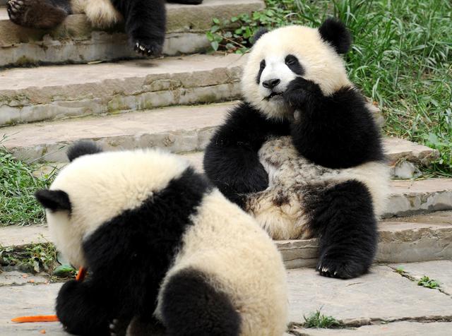 画像: 実は照れ屋でシャイなんだよ~ (中国国家観光局・大阪提供 イメージ)
