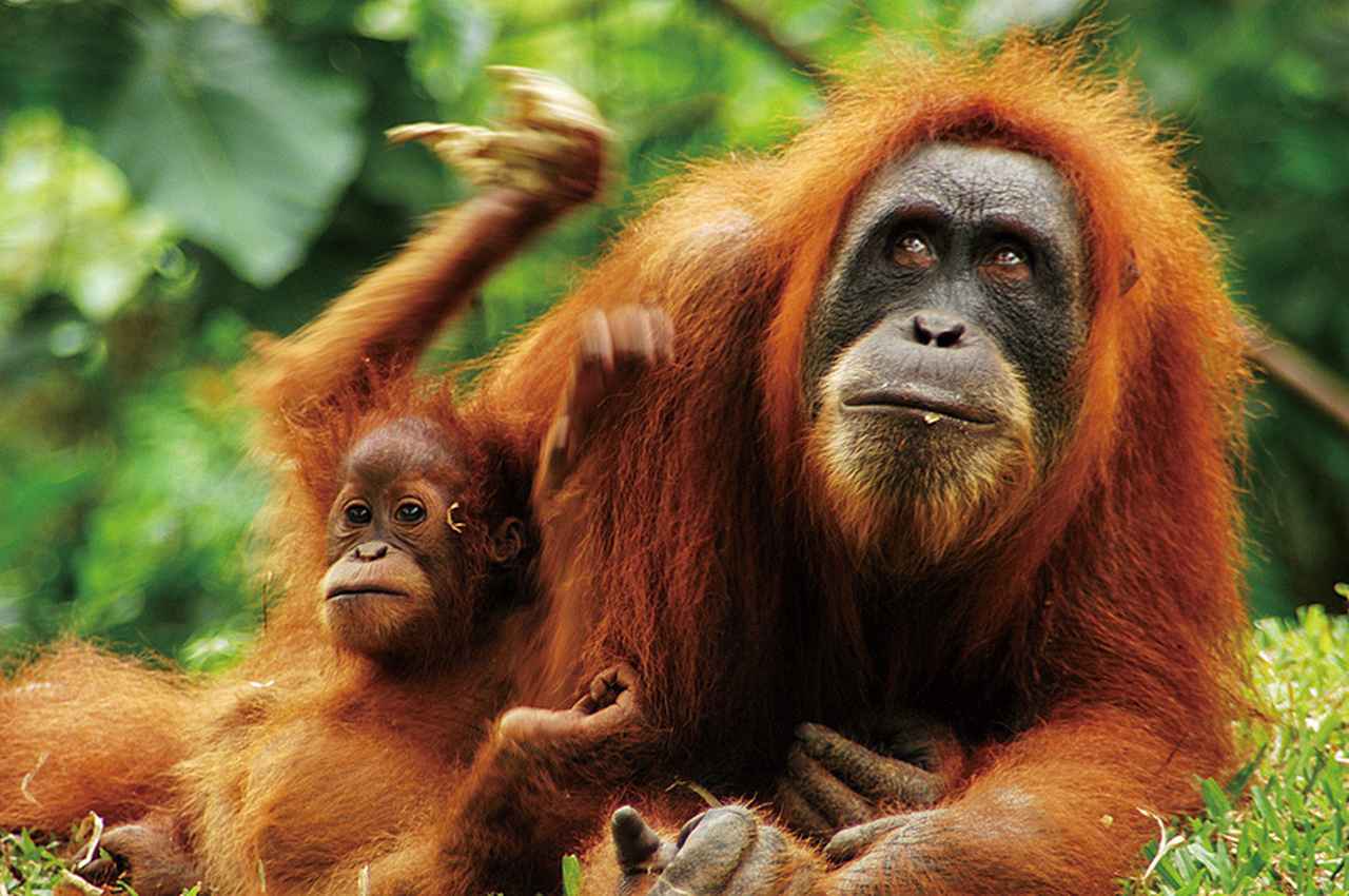 画像1: 『添乗員同行／往路直行便エコノミークラス利用(成田～バンダルスリブガワン間)利用　大自然の宝庫ボルネオとブルネイ王国6日間』｜クラブツーリズム