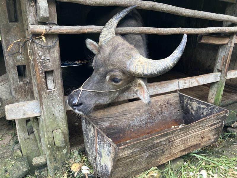 画像: 水牛（スタッフ撮影）