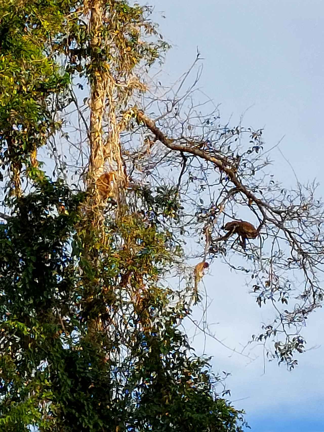 画像: 運が良ければこのようにテングザルをご覧いただけることも、、、？（イメージ）/弊社スタッフ撮影