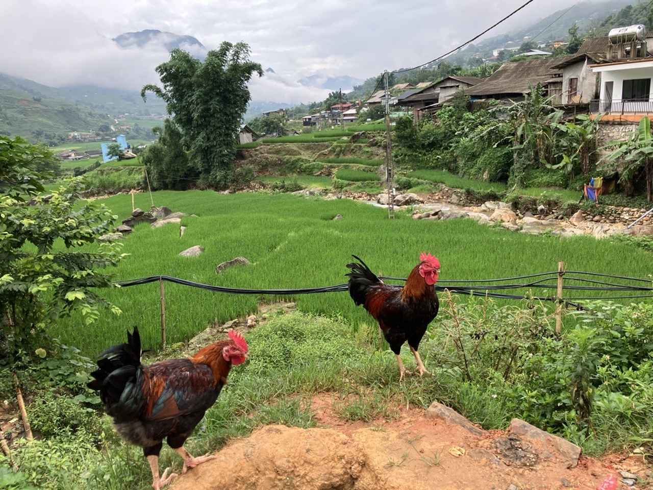 画像: 放し飼いの鶏（筆者撮影）