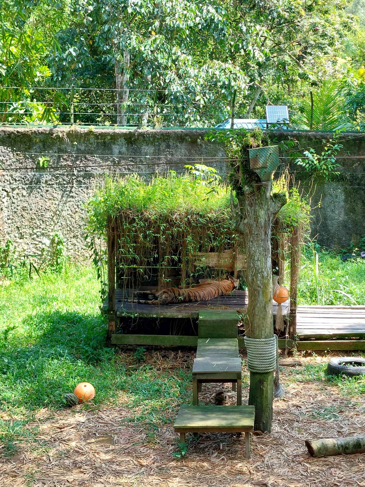 画像: マレートラは暑さでぐったりの様子、、、（イメージ）/弊社スタッフ撮影