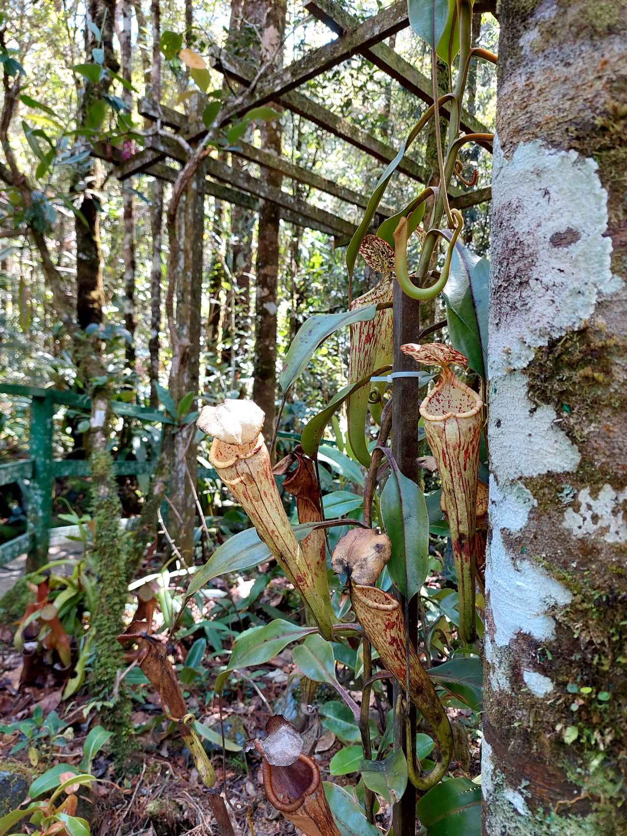 画像: 4日目～コタキナバル郊外観光へ～
