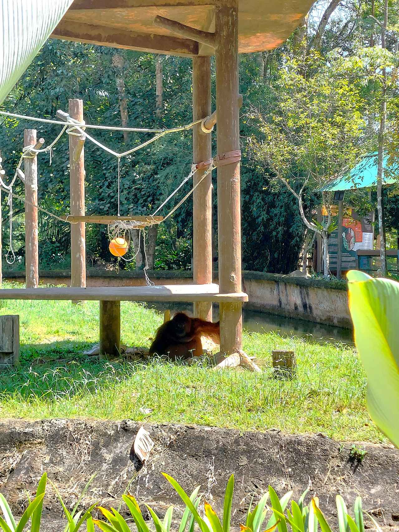 画像: オランウータンは日陰にて涼んでる様子（イメージ）/弊社スタッフ撮影