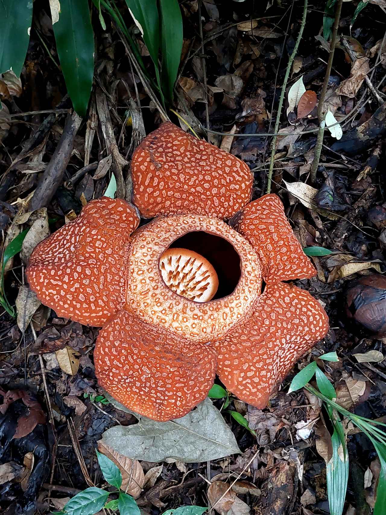 画像: ラフレシア（イメージ）/弊社スタッフ撮影