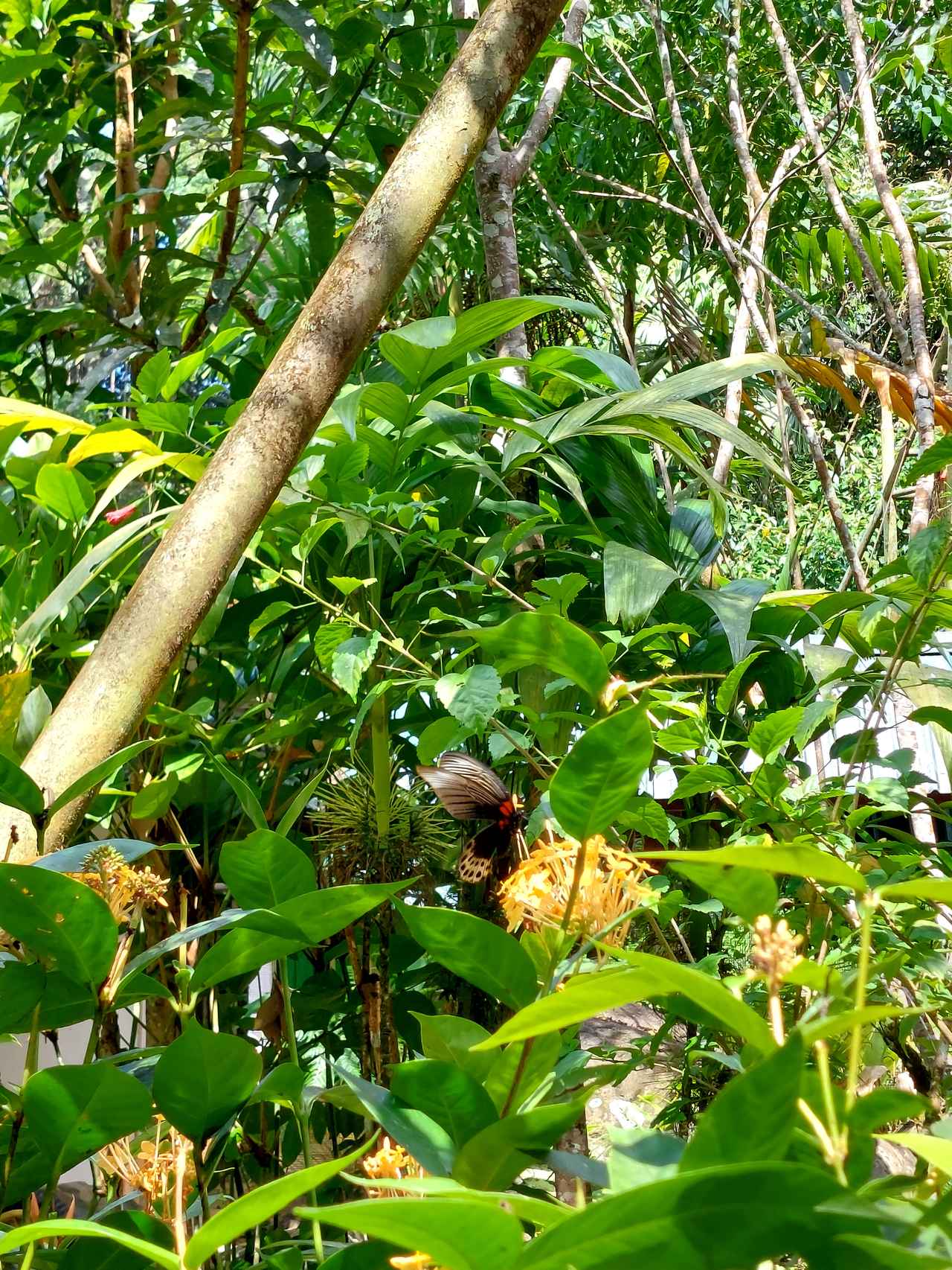 画像: 園内では数多くの蝶が生息しています（イメージ）/弊社スタッフ撮影