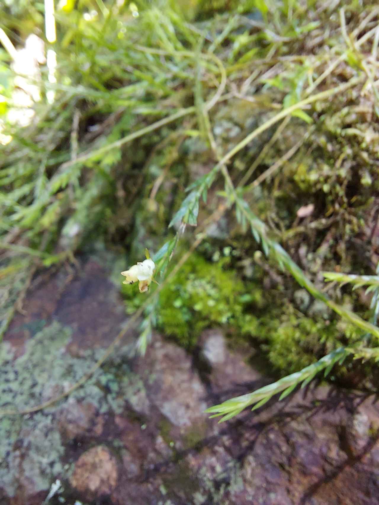 画像: 世界一小さいランも咲いておりますが、なんと花の直径はわずか2mm程度！（イメージ）/弊社スタッフ撮影