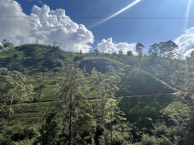 画像: ヌワラエリヤ紅茶工場内茶畑一例（イメージ）/弊社スタッフ撮影