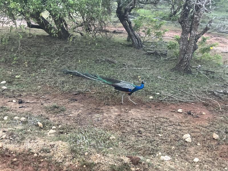 画像: 孔雀（イメージ）/弊社スタッフ撮影