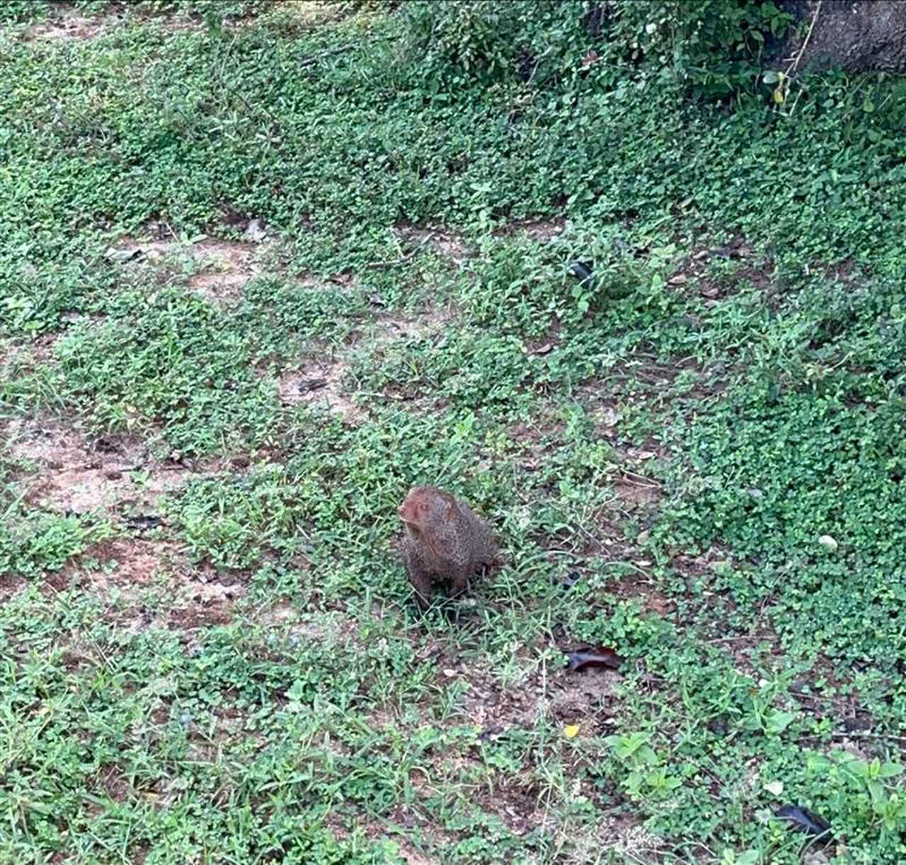 画像: マングース（イメージ）/弊社スタッフ撮影