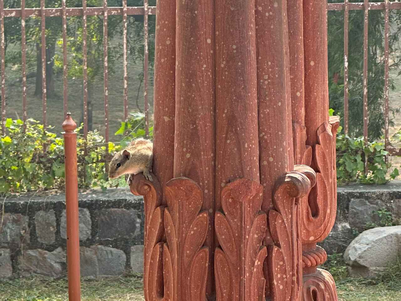 画像: いたるところにリスがいました!