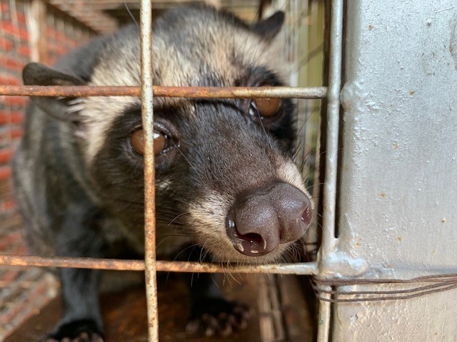 画像: 【インドネシア】インドネシアで買いたい!最高級コーヒー「ジャコウネココーヒー」とは…! - クラブログ ~スタッフブログ~|クラブツーリズム