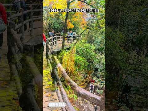 画像: 【中国】まるで映画の世界!天空の柱が並ぶ「武陵源」の絶景 yout