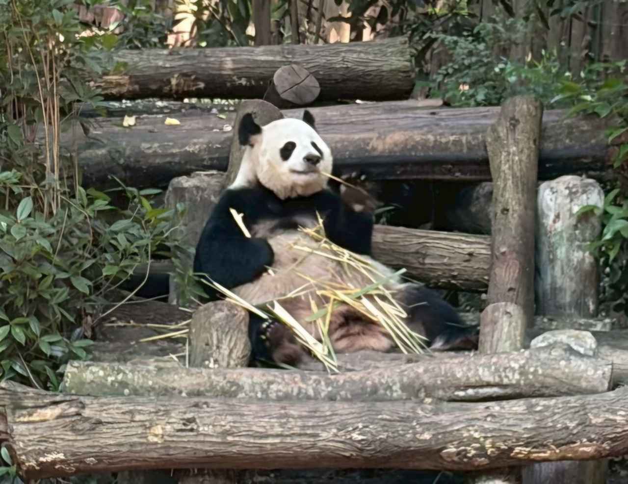画像: 『1名1室同旅行代金　パンダのふるさと成都・雅安・都江堰　3つのパンダ基地を巡る5日間』｜クラブツーリズム