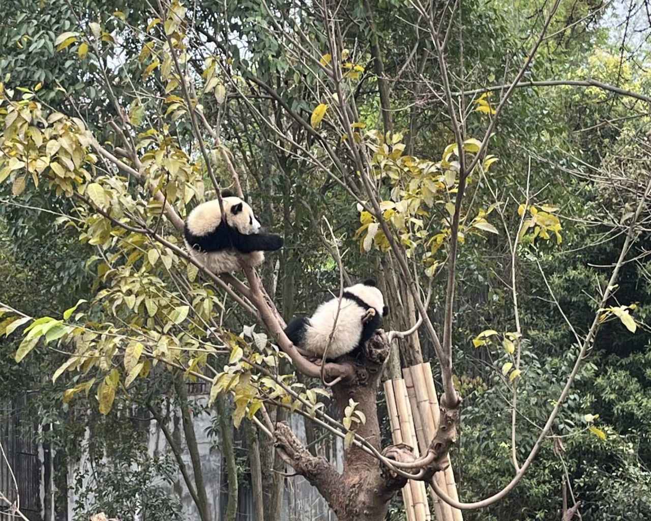 画像: ＜おひとり参加限定の旅／女性限定＞『添乗員同行／往復直行便利用（成田～成都間）パンダのふるさと成都・雅安 ふわふわパンダ5日間』｜クラブツーリズム