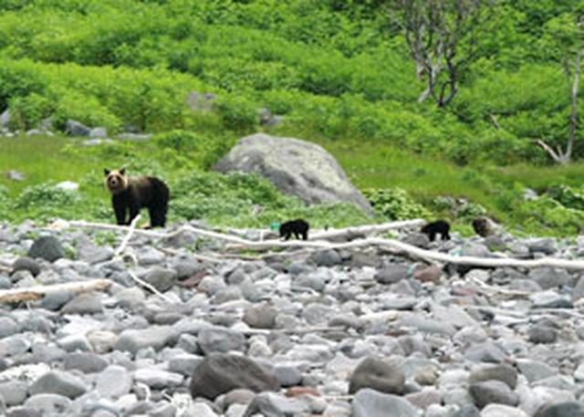 画像: 知床クルージング中に見つけたヒグマ ※ ヒグマは野生動物のため見られない場合があります。