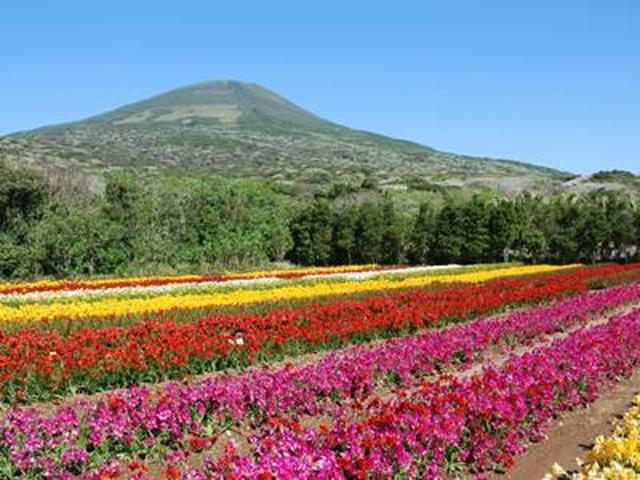 画像: 2019年3月25日(月)出発 にっぽん丸 八丈島花めぐりチャータークルーズ4日間のお知らせです!