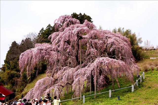 画像: 三春の滝桜(お客様写真:山下勝隆様:愛知県在住)