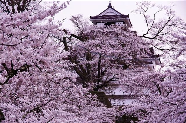 画像: 鶴ヶ城公園(お客様写真:品川+正和様:東京都在住)