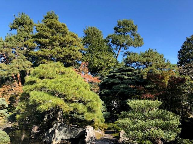 画像: 京都御所内の木々の色づき(大脇撮影)