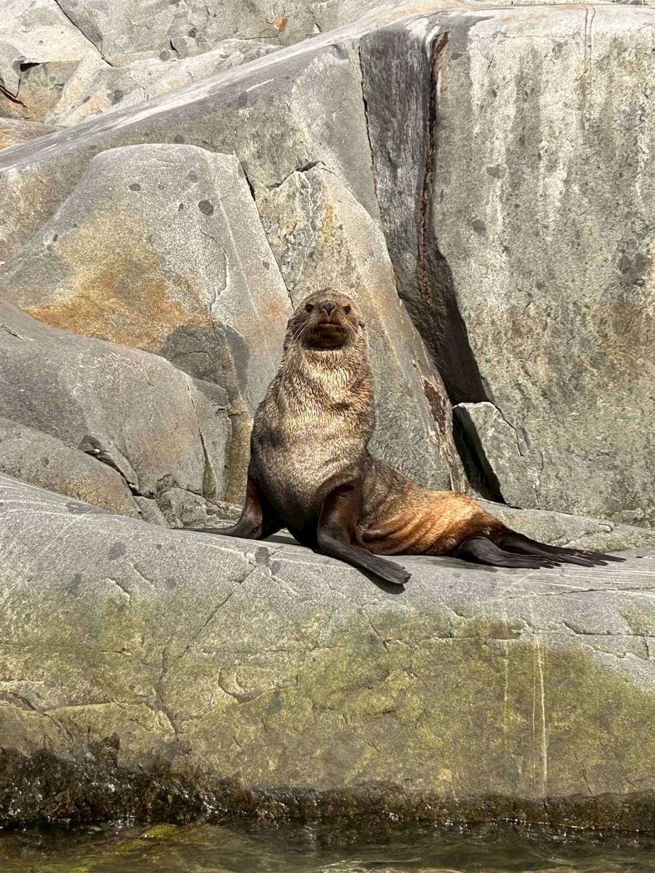 画像2: 【クルーズの旅】一生に一度は訪れたい！極地探検船ウルトラマリンで航く　南極クルーズをご紹介します