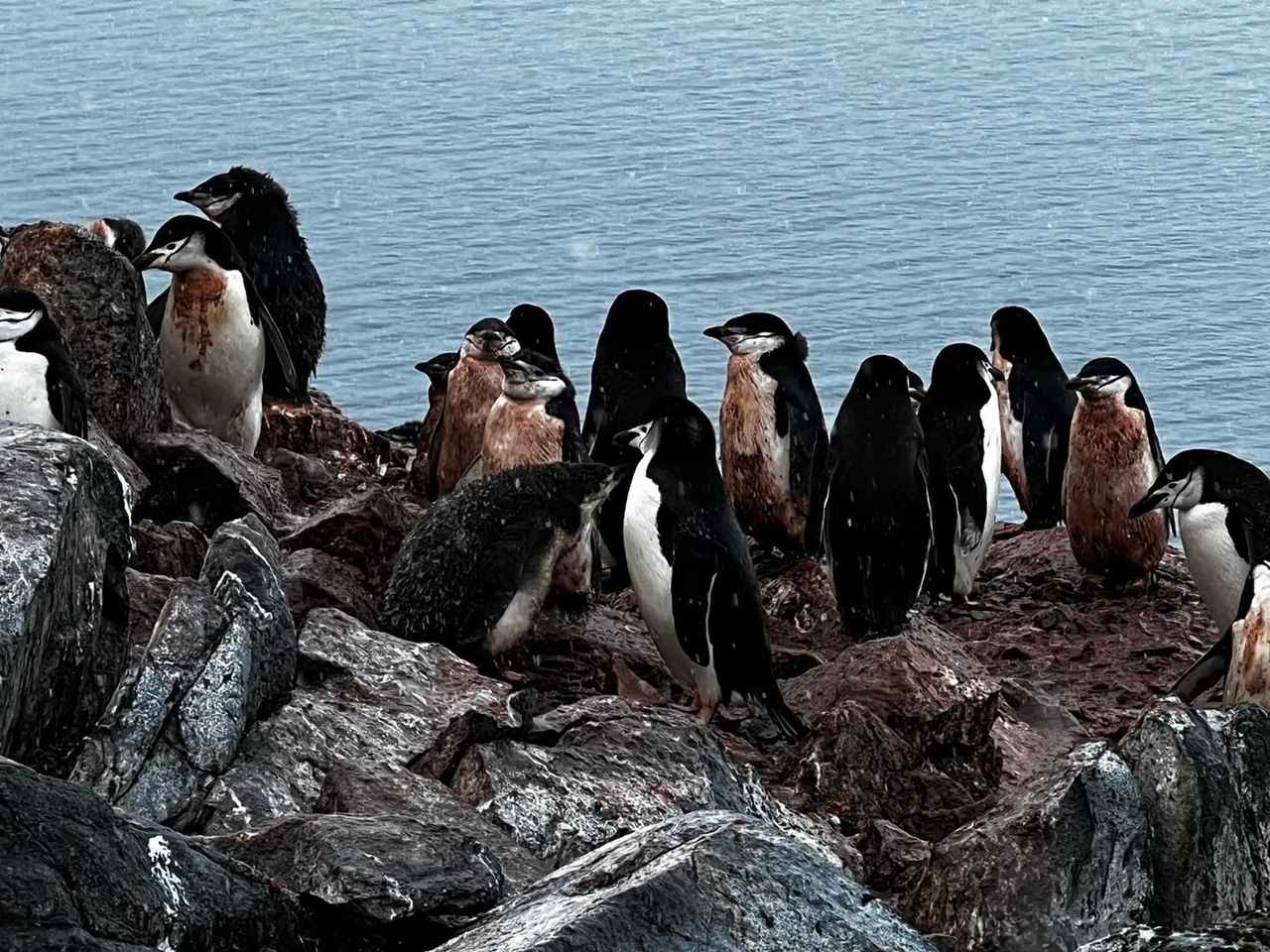 画像: ヒゲペンギンの群れ（イメージ／添乗員撮影）