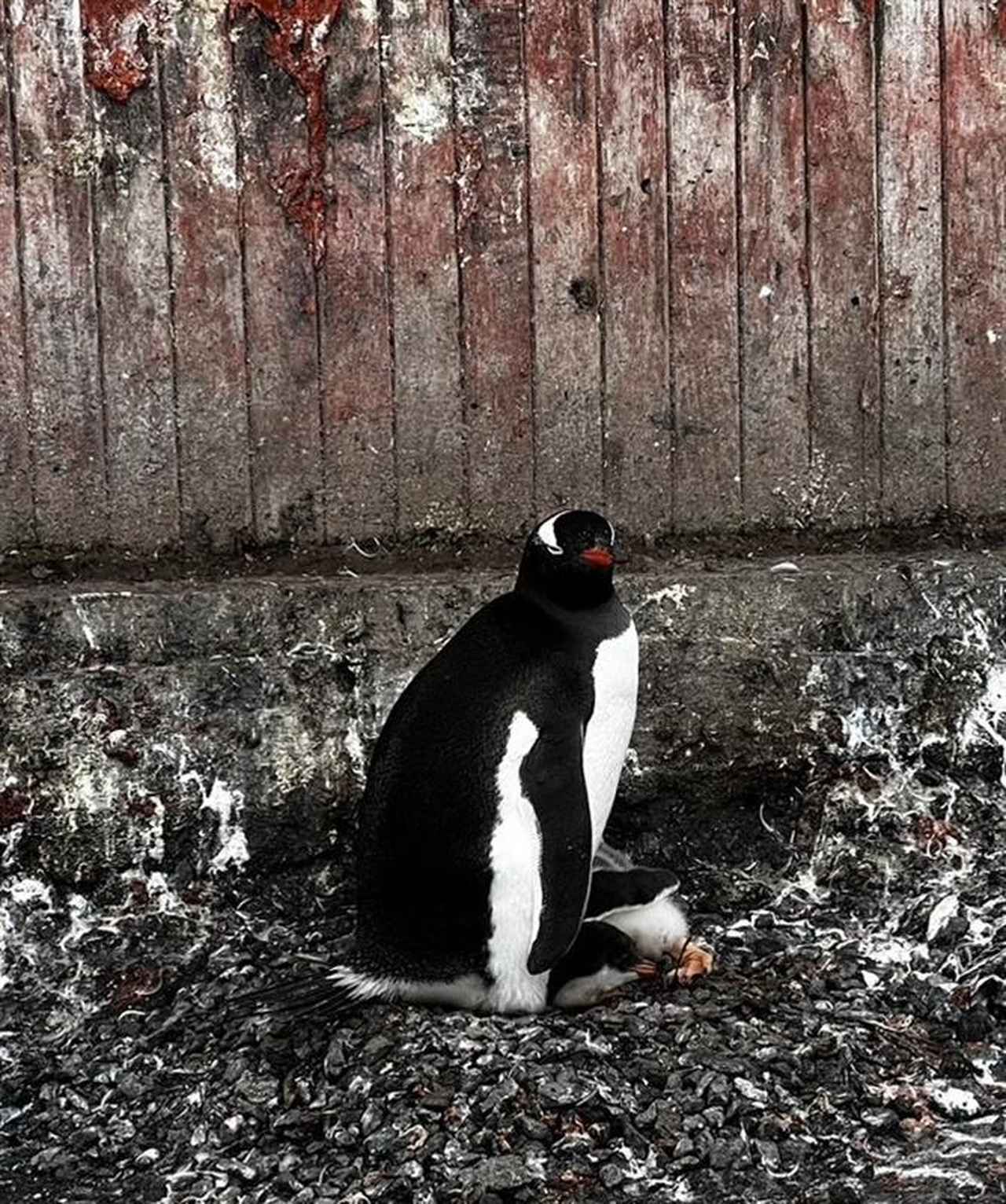 画像: ジェンツーペンギン（イメージ／添乗員撮影）