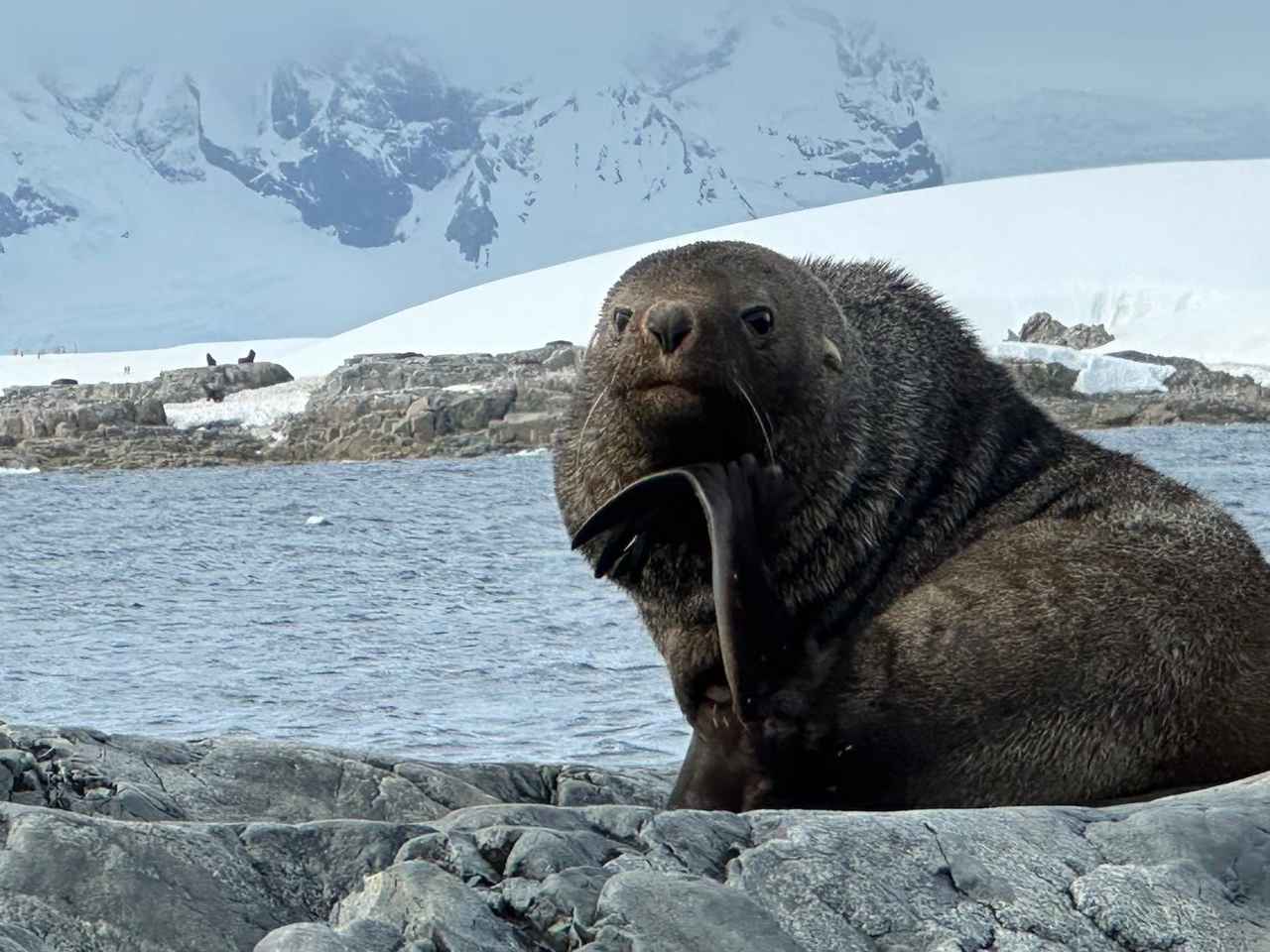 画像1: ナンキョクオットセイ（イメージ／添乗員撮影）