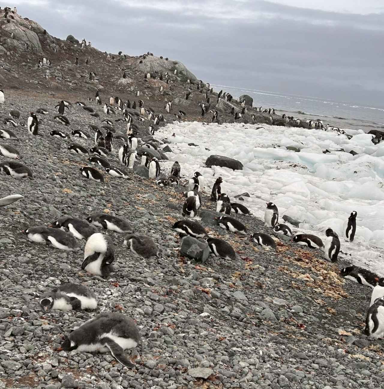 画像: ジェンツーペンギンの群れ（イメージ／添乗員撮影）