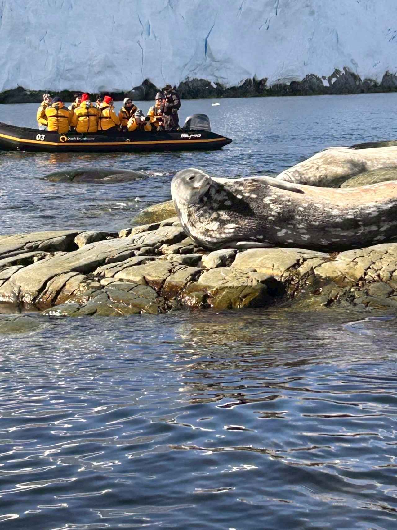 画像: ウェッデルアザラシ（イメージ／添乗員撮影）