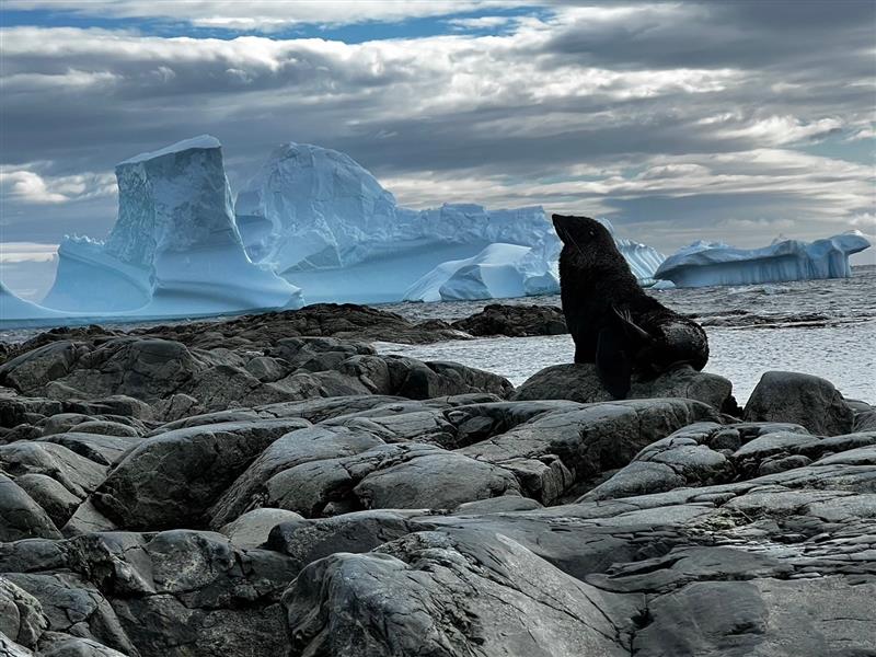 画像2: ナンキョクオットセイ（イメージ／添乗員撮影）