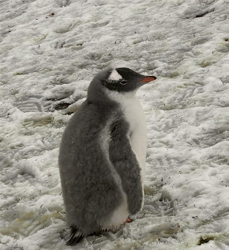 画像: ジェンツーペンギンのヒナ（イメージ／添乗員撮影）