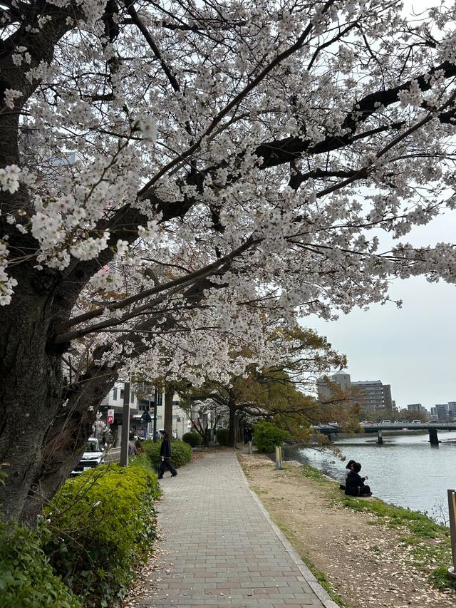 画像: 寄港地　広島での桜（筆者撮影）※2026年3月末撮影