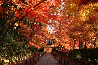 画像: 『【飛鳥III】通常非公開の大徳寺 聚光院 特別拝観も 人力車でめぐる東山・紅葉彩る光明寺 飛鳥Ⅲで航く錦秋の京都５日間』2026年11月29日(日)出発｜クラブツーリズム
