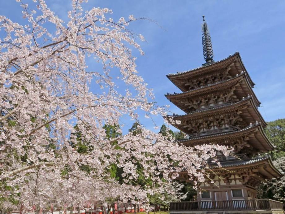 画像: 『【飛鳥III】春の飛鳥IIIクルーズと艶麗なる京都 春の醍醐と御所桜咲く上賀茂神社「ウェスティン都ホテル京都」に宿泊 ５日間』2027年3月29日(月)出発｜クラブツーリズム