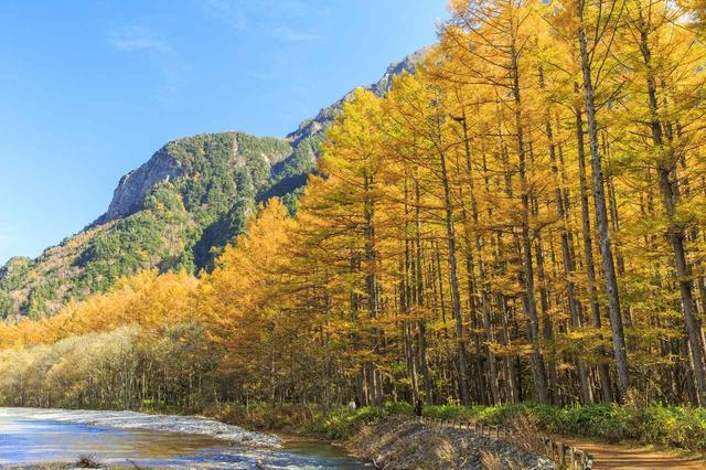 画像: カラマツの黄葉(イメージ)例年の見頃:10月中旬~下旬