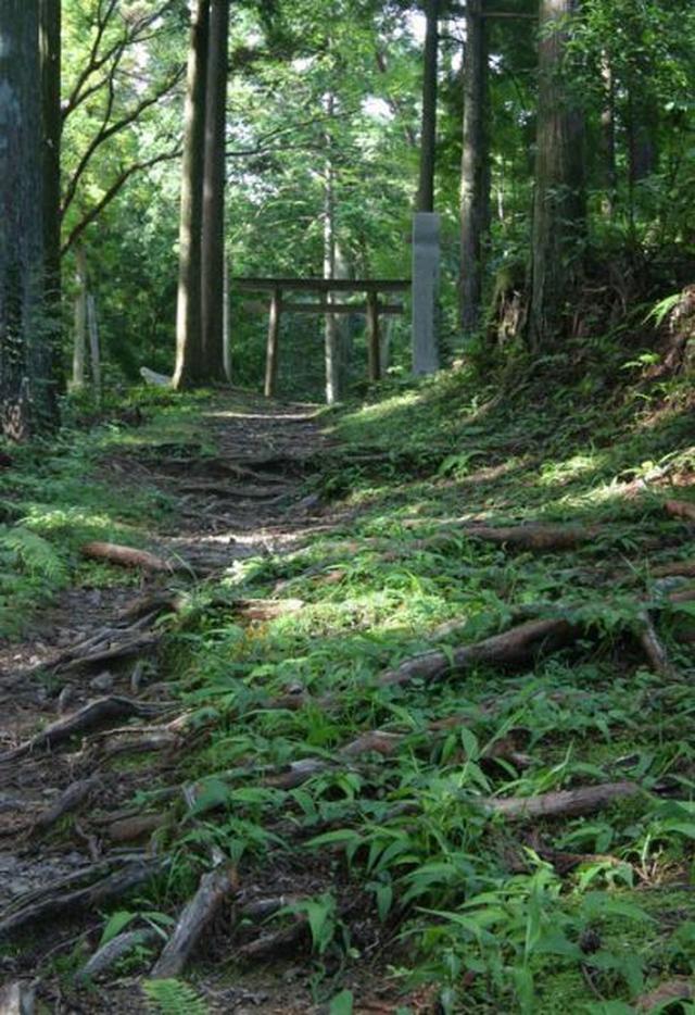 画像: 苔むす熊野古道
